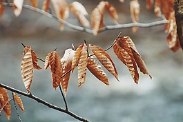 葉子,自然,干