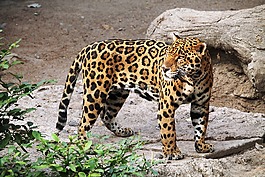 捷豹,動(dòng)物,動(dòng)物園