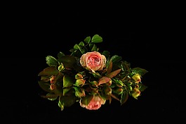 鮮花,羅莎,玫瑰