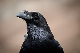 黑,鳥,烏鴉