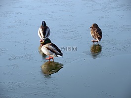 鴨,水禽,湖