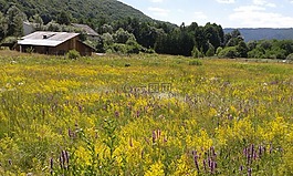 羅馬尼亞,花景觀,花山