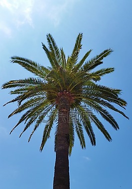 棕櫚,樹(shù),天空