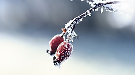 性質(zhì),冬天,弗羅斯特