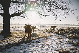 雪,冬天,白