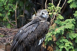 性質(zhì),生活的本質(zhì),鳥