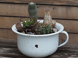 仙人掌,德卡,观赏植物