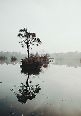 自然,樹(shù),旅行
