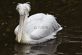 鳥,水體,生活的本質(zhì)
