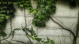 常春藤,墻