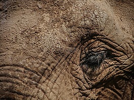 象,眼,野生動物