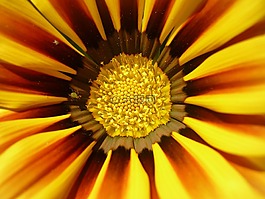 太陽花,花卉,黃色