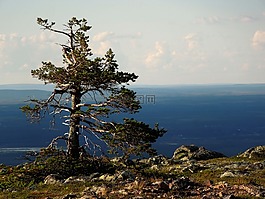 松,景觀,針葉樹