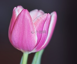 郁金香,花,開花