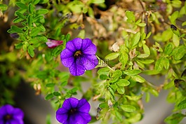 紫色的小花,花,葉子