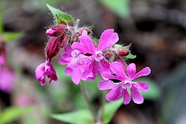 花,夏天,红ailakki