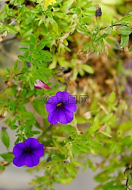 紫色的小花,花,葉子