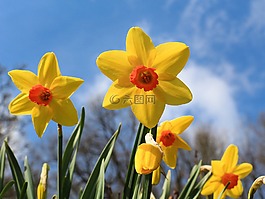 花,性質(zhì),復(fù)活節(jié)