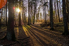 太陽,森林,光
