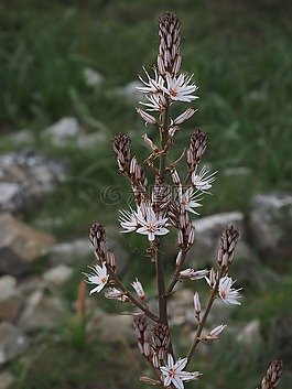 香的水仙,花,開花
