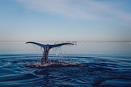 海豚,水,海洋