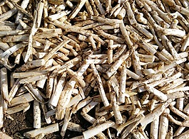 蘆筍,收獲,培養(yǎng)