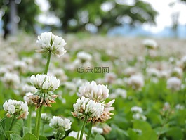 鮮花,大自然,植物