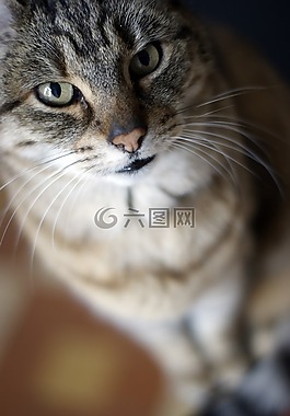 貓,看看,小胡子