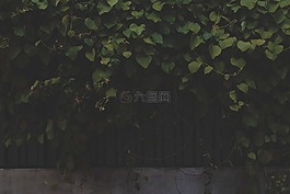 葡萄藤,葉子,籬笆