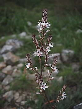 香的水仙,花,開花