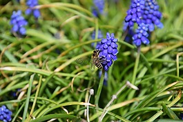 蜜蜂,宏,muscari