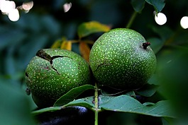 樹,核桃,花園