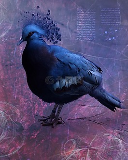 鴿子,鳥,動(dòng)物
