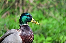 鴨,鳥,動(dòng)物