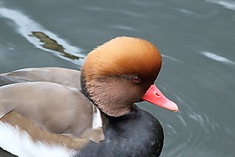 水體,鴨,鳥(niǎo)
