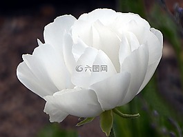 花,銀蓮花,白