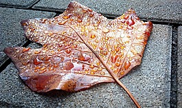 秋季,葉子,金色的秋天