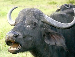 水牛,肯尼亞,野生動物