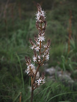 香的水仙,花,開花
