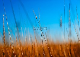 自然,蓝色,特写