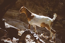 山羊,動物,野生動物