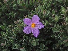 rockrose,开花,紫