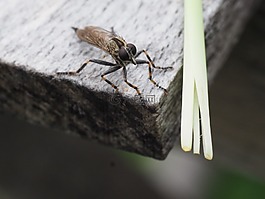 飛,昆蟲,木