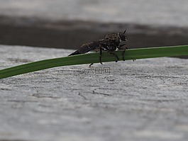 昆蟲(chóng),花園,動(dòng)物區(qū)系