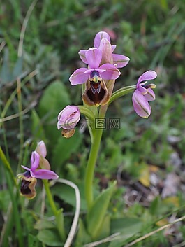 伍德考克蘭,蘭 scolopax,蘭花性質(zhì)