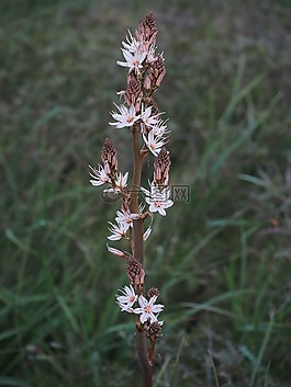 香的水仙,花,開花