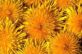 花,蒲公英,開花