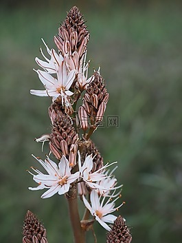 香的水仙,花,開花