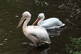 鳥,生活的本質(zhì),水體