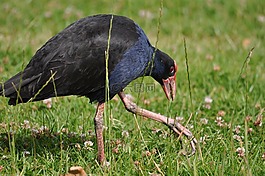 鳥,pukeko,新西蘭